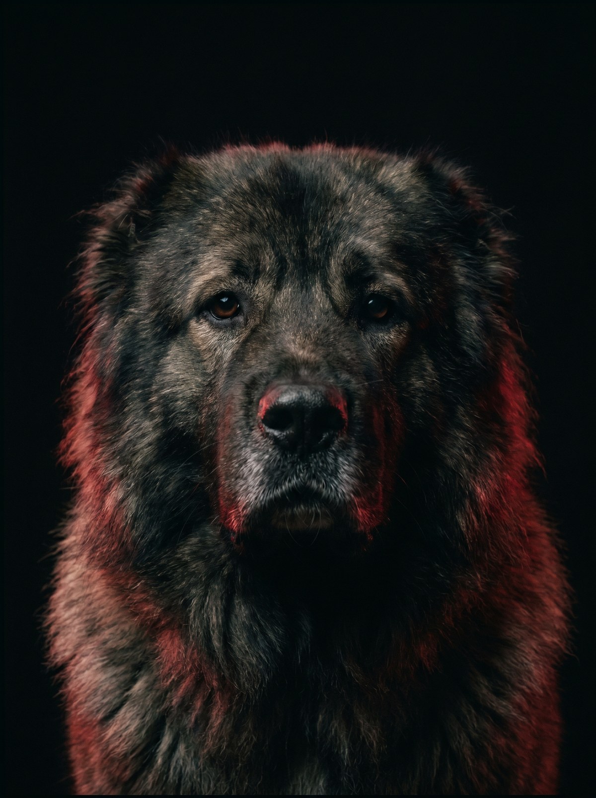 Caucasian Shepherd portrait