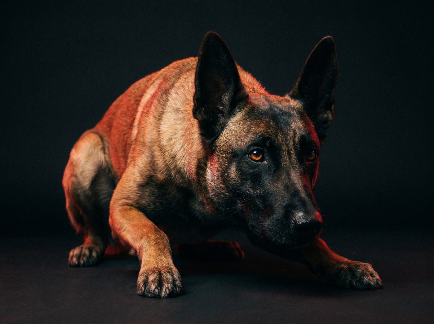 Belgian Malinois