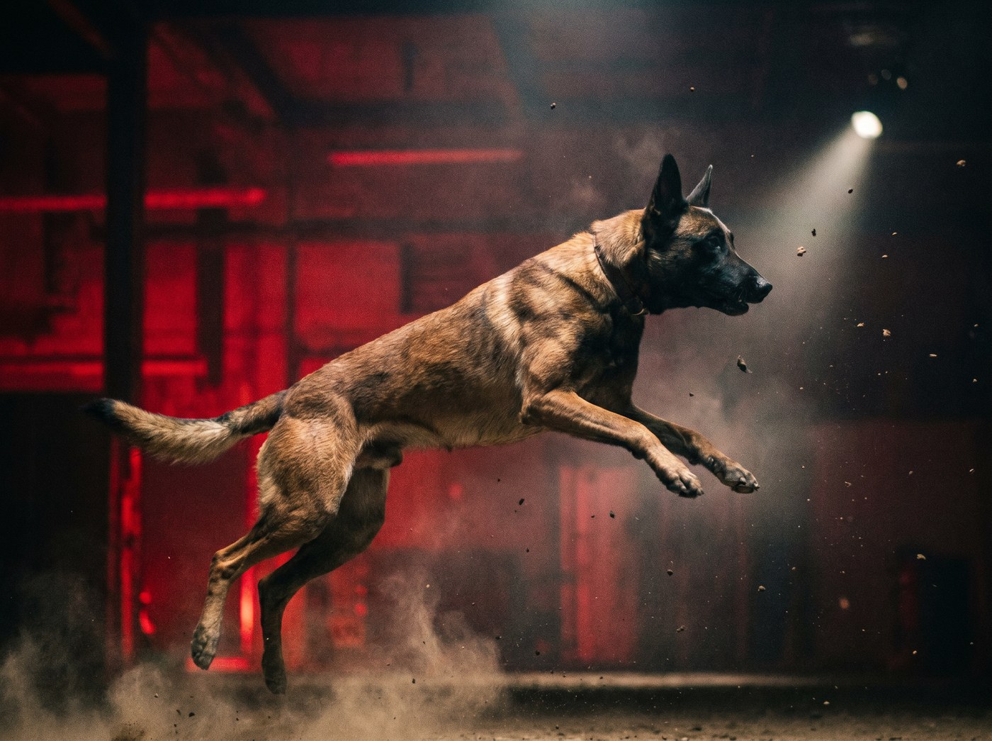 Working dog in action