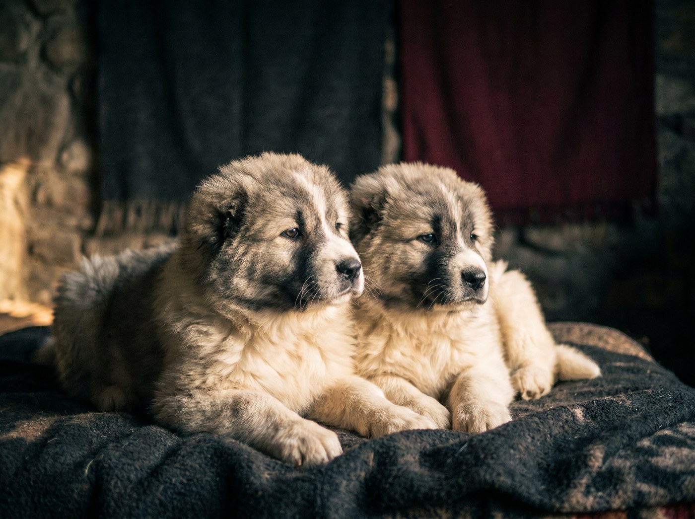 Puppies