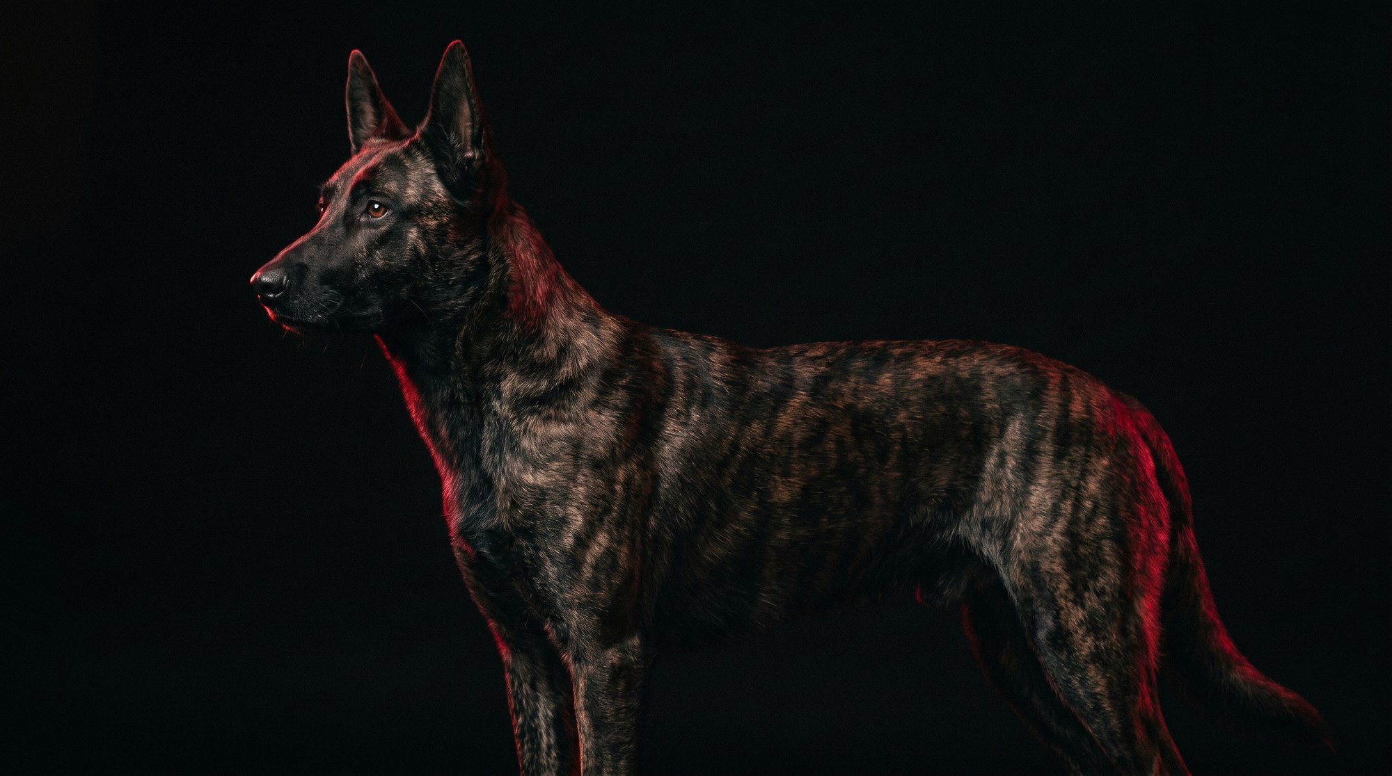 Dutch Shepherd working dog