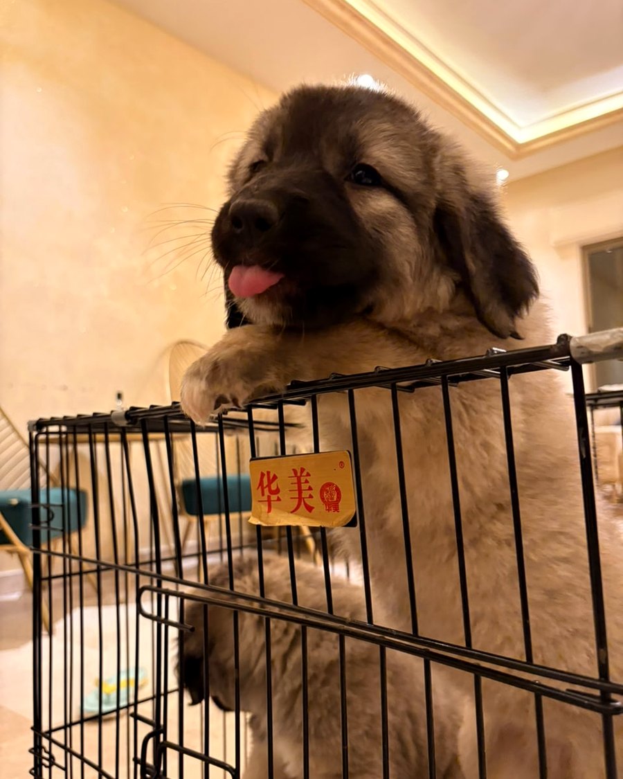 Caucasian Shepherd puppies available — OFF GUARD Jordan