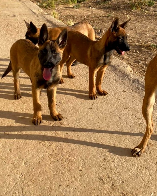 Belgian Malinois puppies available — OFF GUARD Jordan