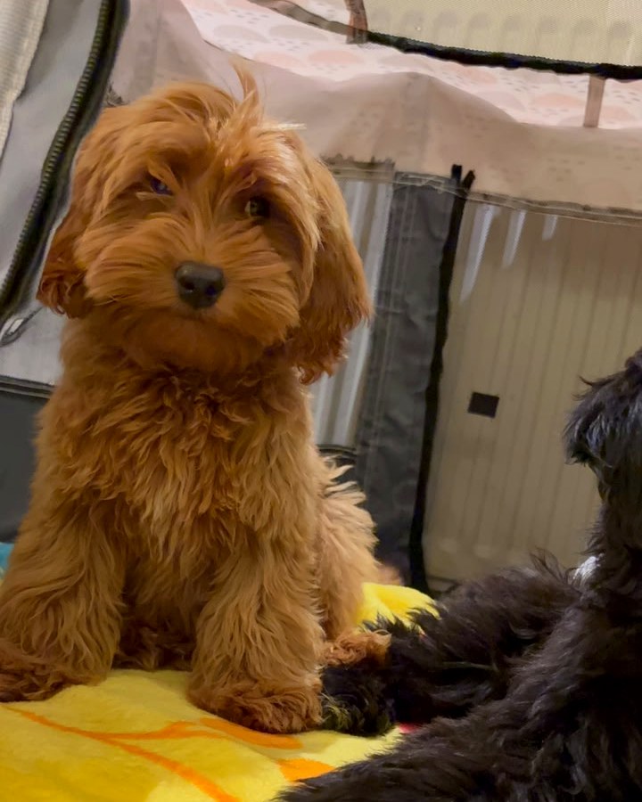 Poodle Shih Tzu mix puppies available — OFF GUARD Jordan